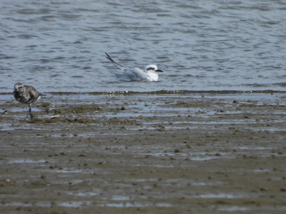 Snowy-crowned Tern - ML643586292