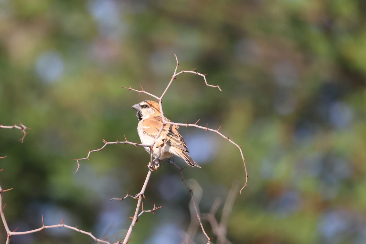 Gorrión Grande - ML643586306