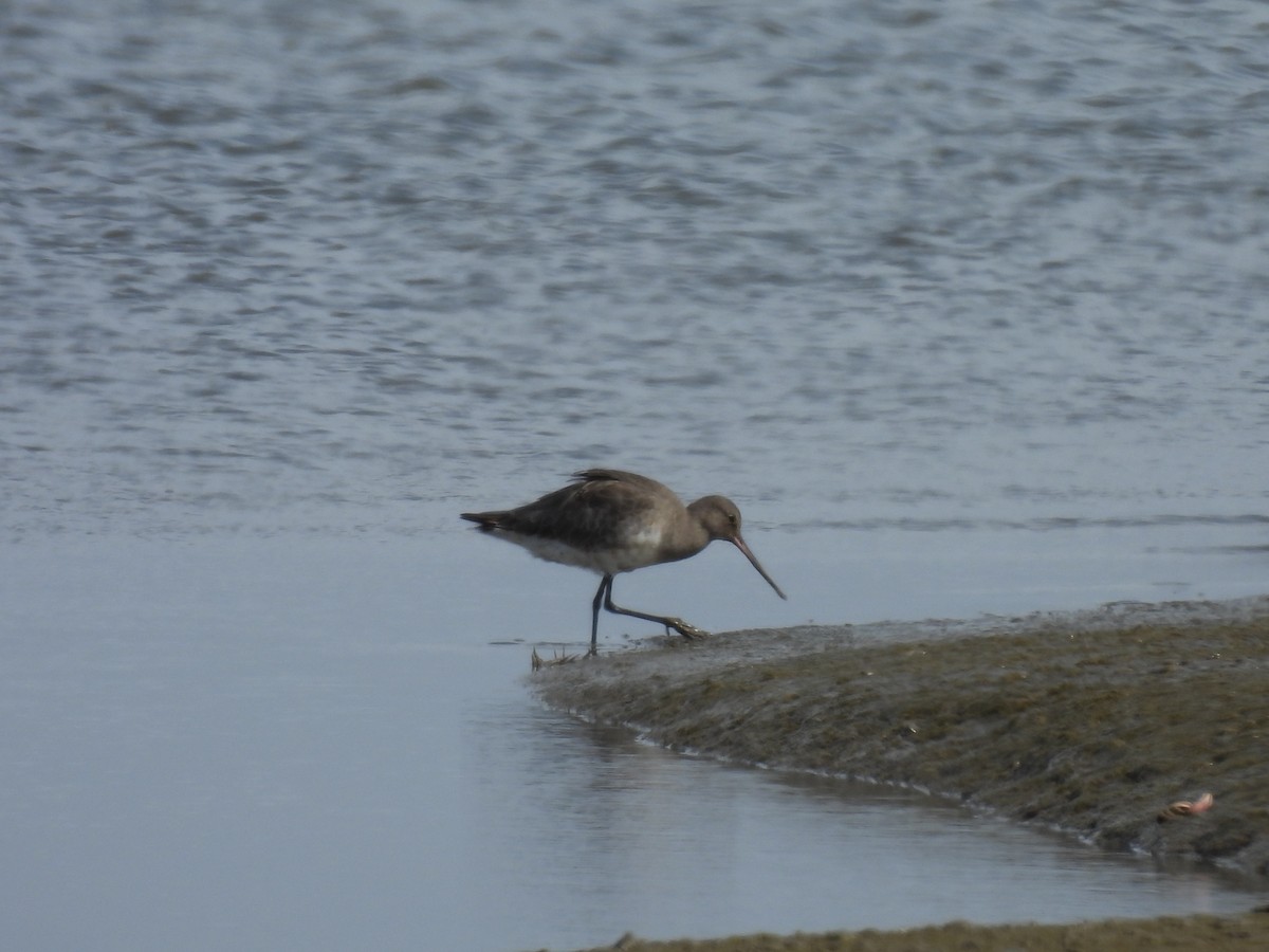 Hudsonian Godwit - ML643586310