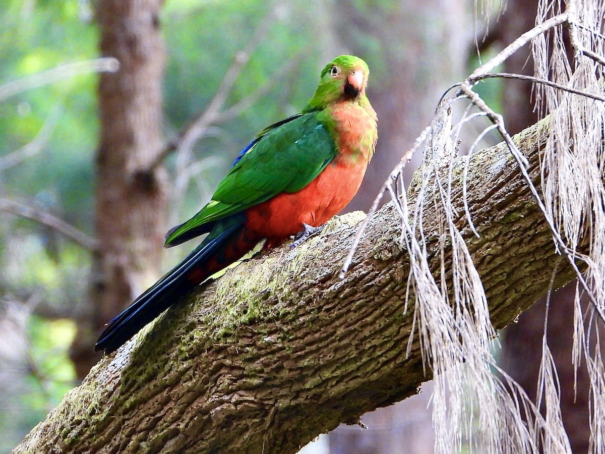 Australian King-Parrot - ML643586312