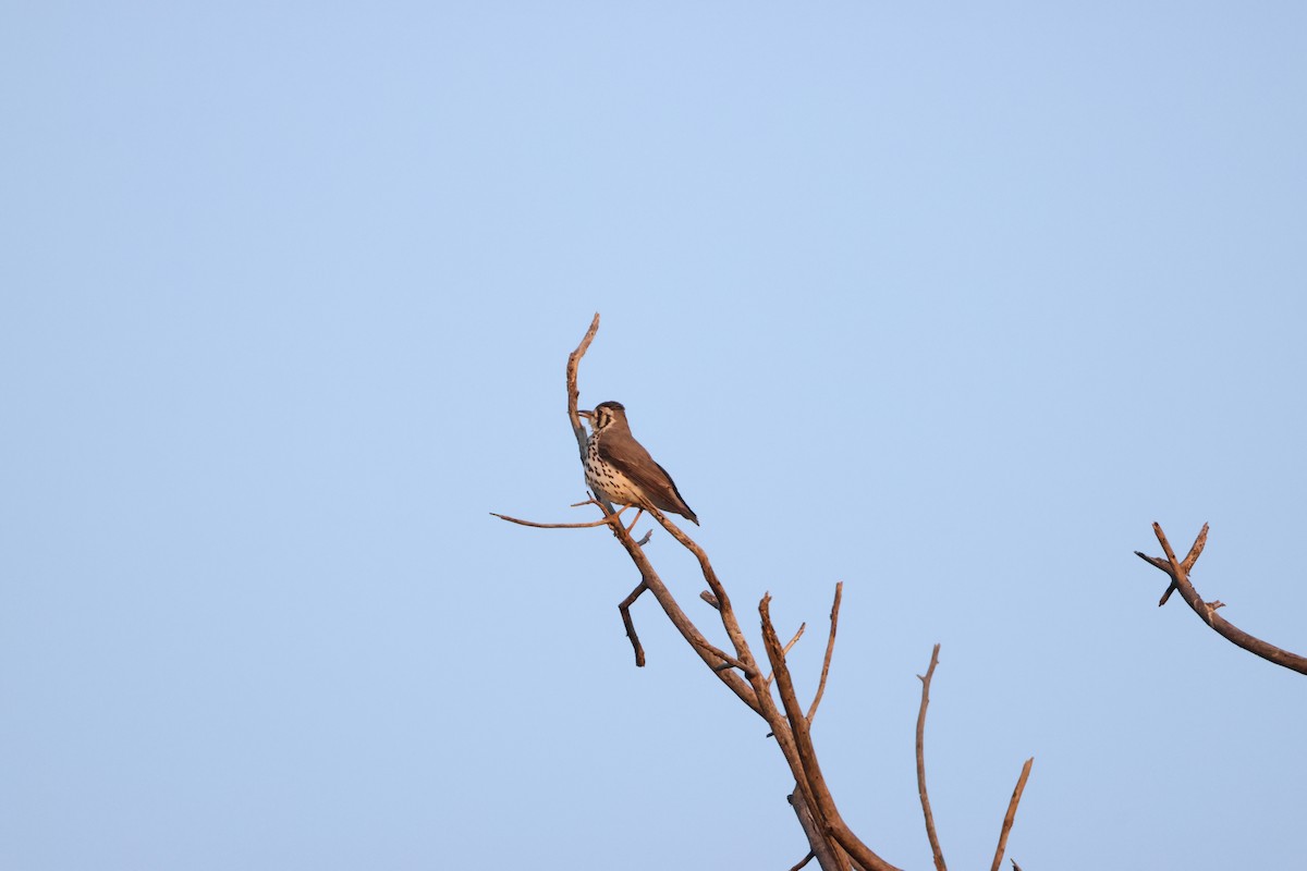 Groundscraper Thrush - ML643586321