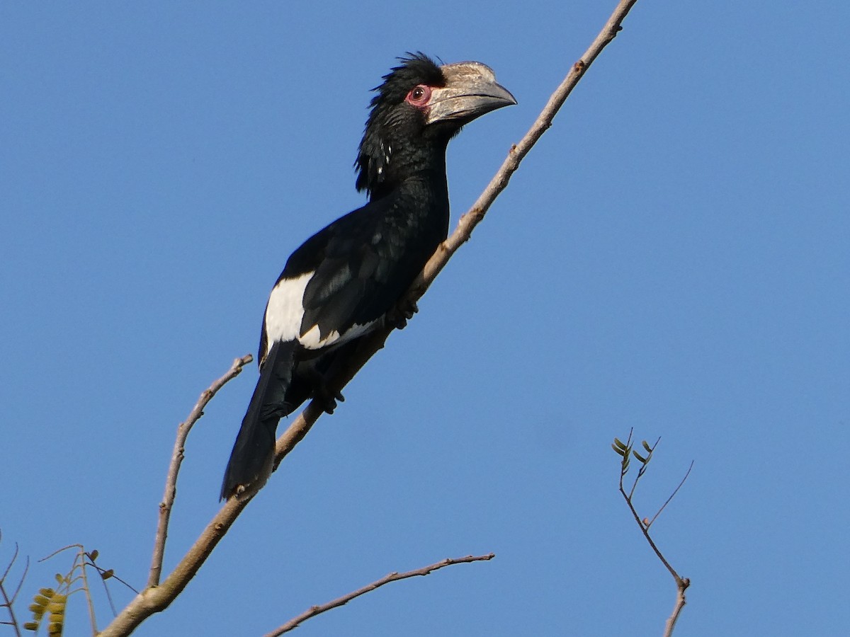 ナキサイチョウ - ML643586327