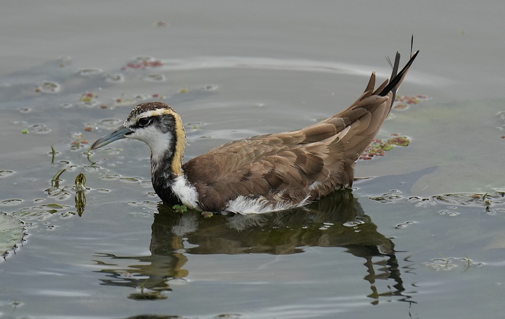 Pheasant-tailed Jacana - ML643586335
