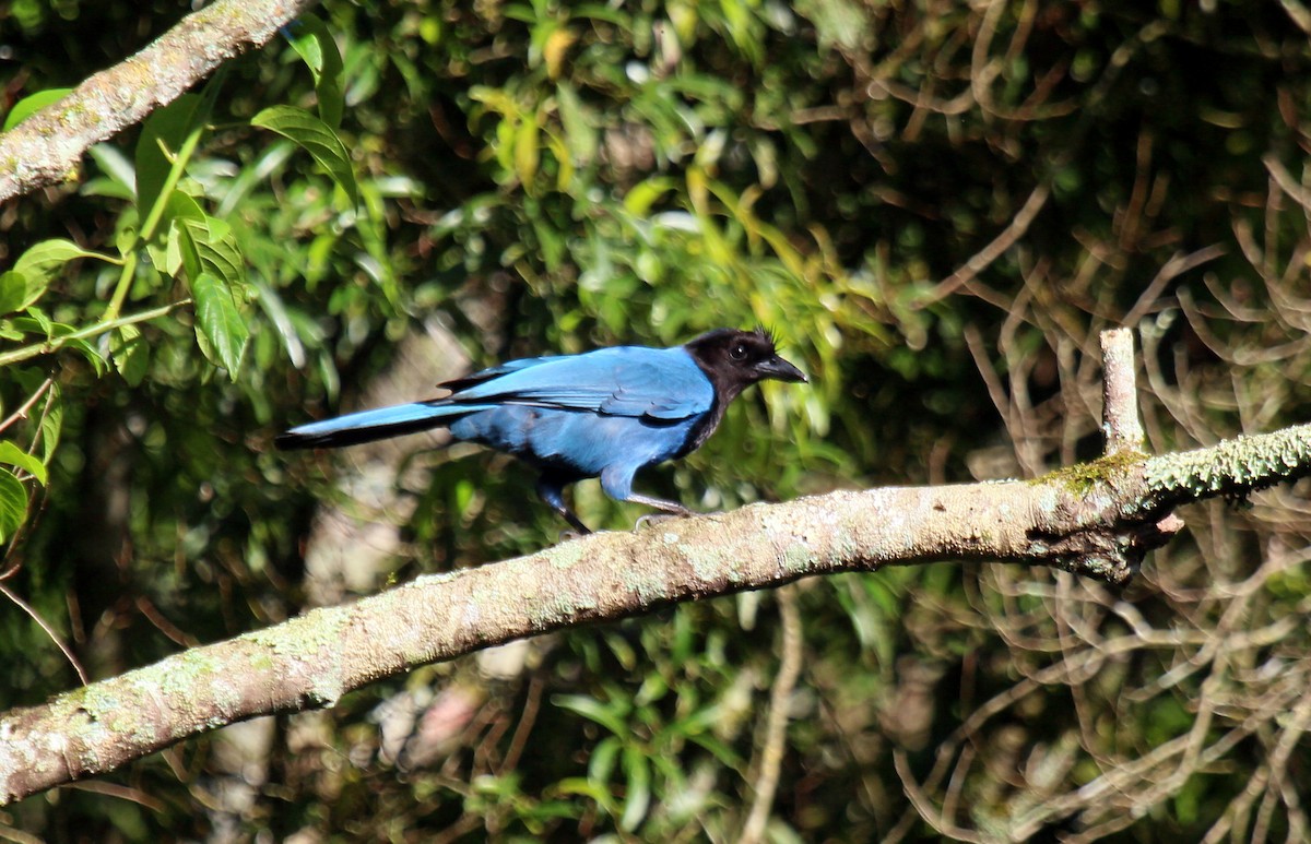 Azure Jay - ML643586336