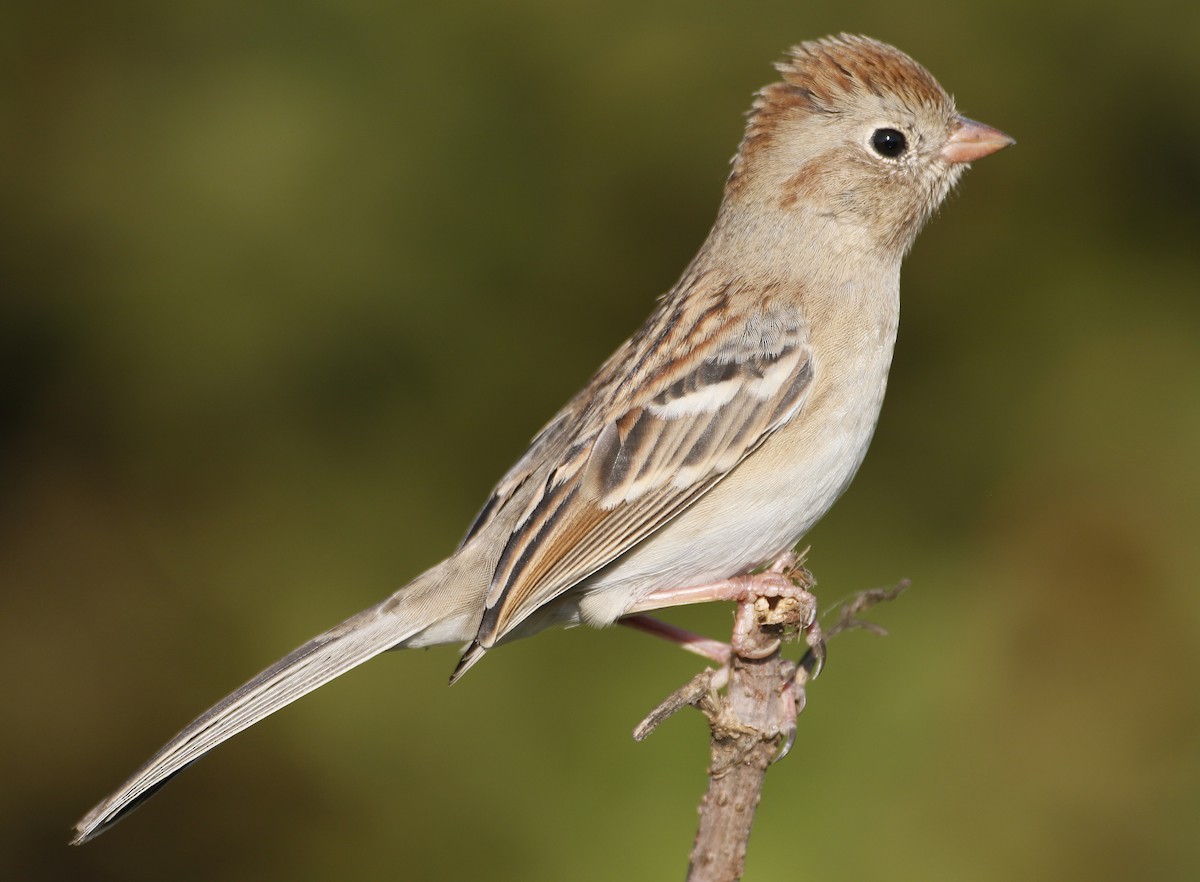 Field Sparrow - ML643586339