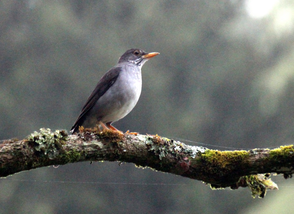 Blacksmith Thrush - ML643586344