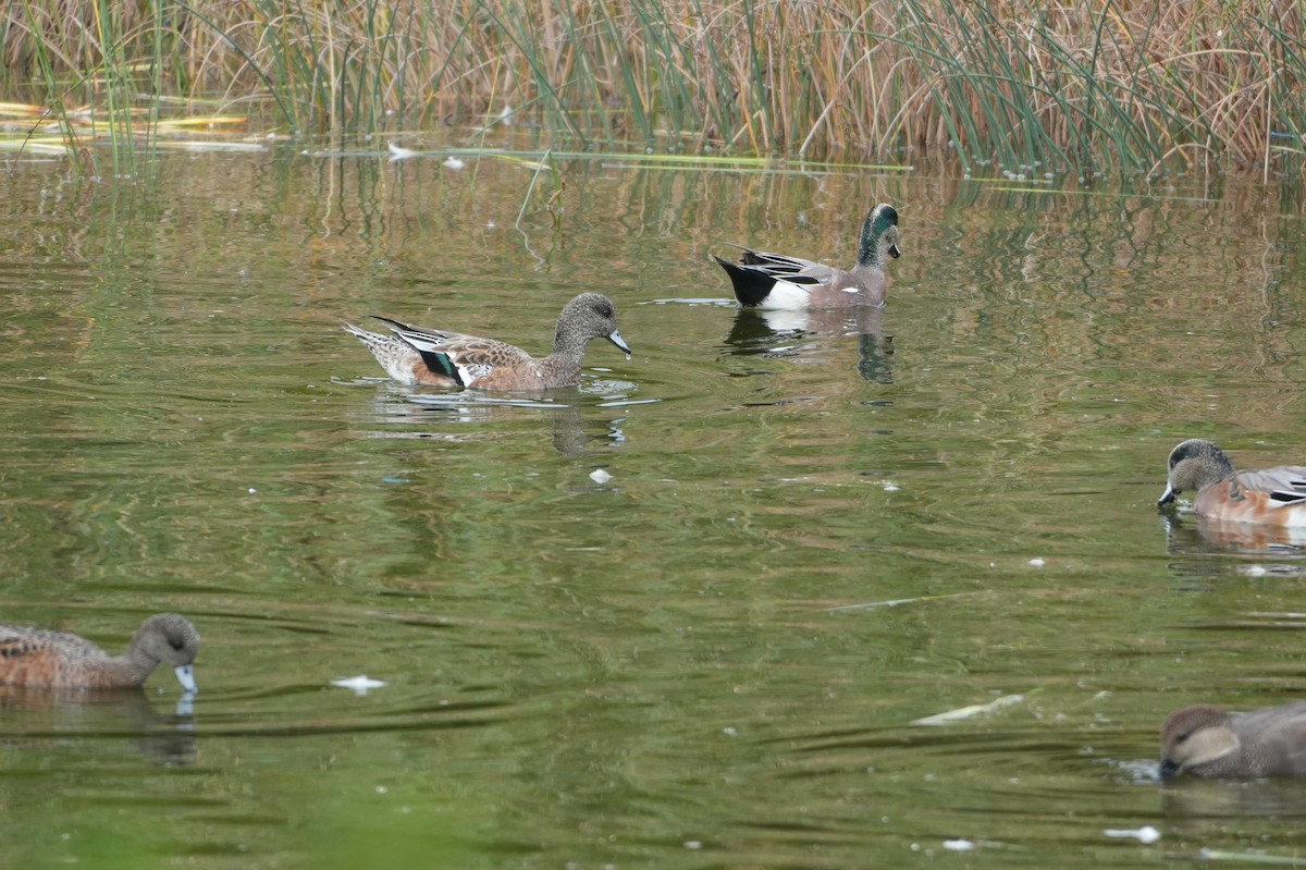 Canard d'Amérique - ML643586362
