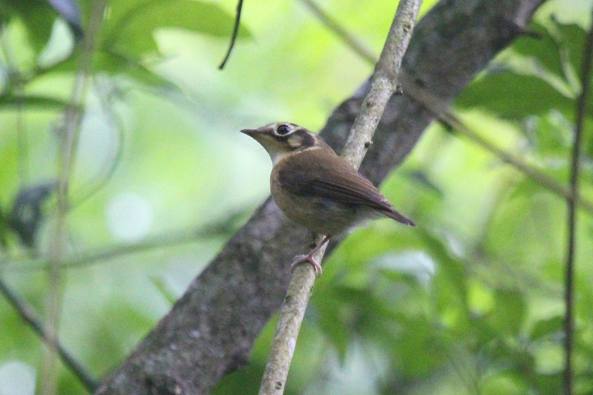 Gelbscheitel-Spatelschnabeltyrann [mystaceus-Gruppe] - ML643586369