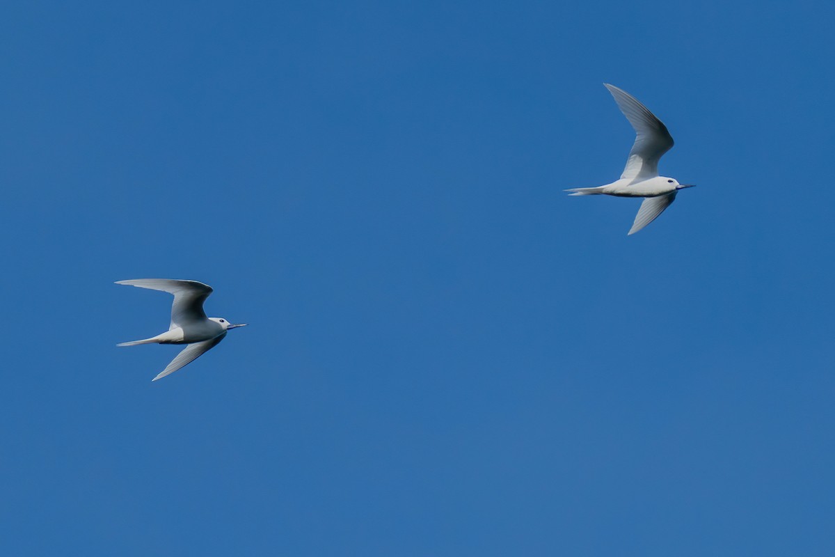 White Tern - ML643586370