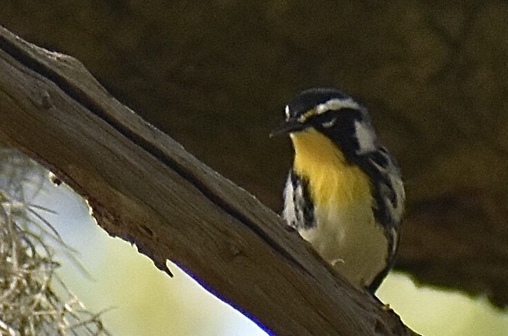 Yellow-throated Warbler - ML643586386