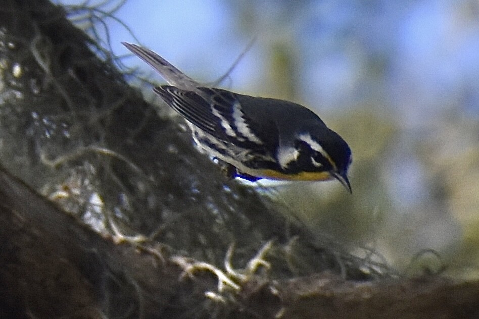 Yellow-throated Warbler - ML643586387
