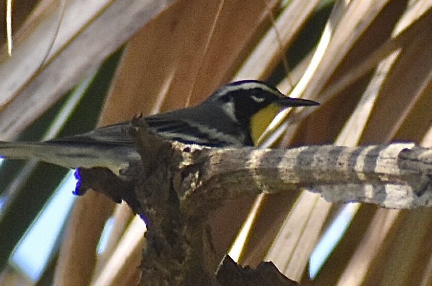 Yellow-throated Warbler - ML643586388