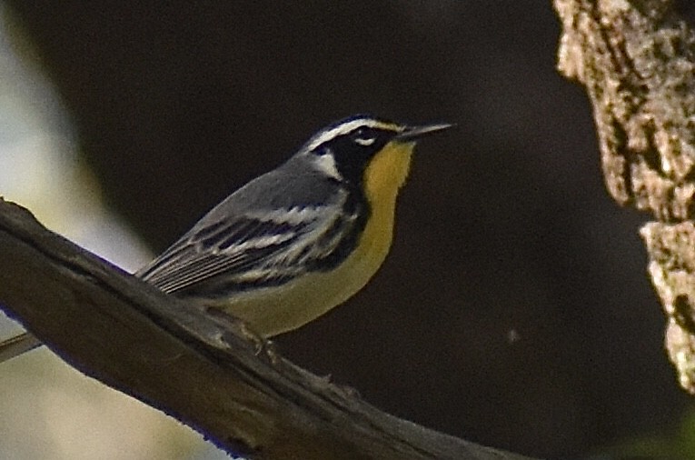 Yellow-throated Warbler - ML643586389