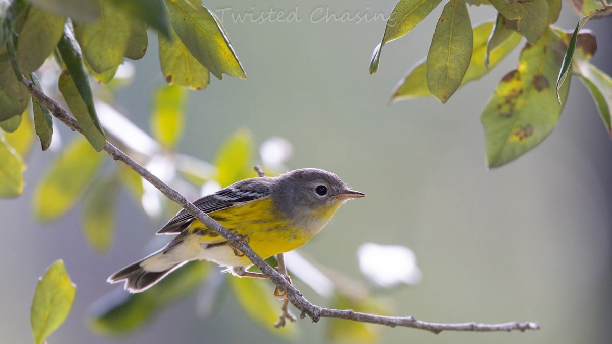 Magnolia Warbler - ML643586401