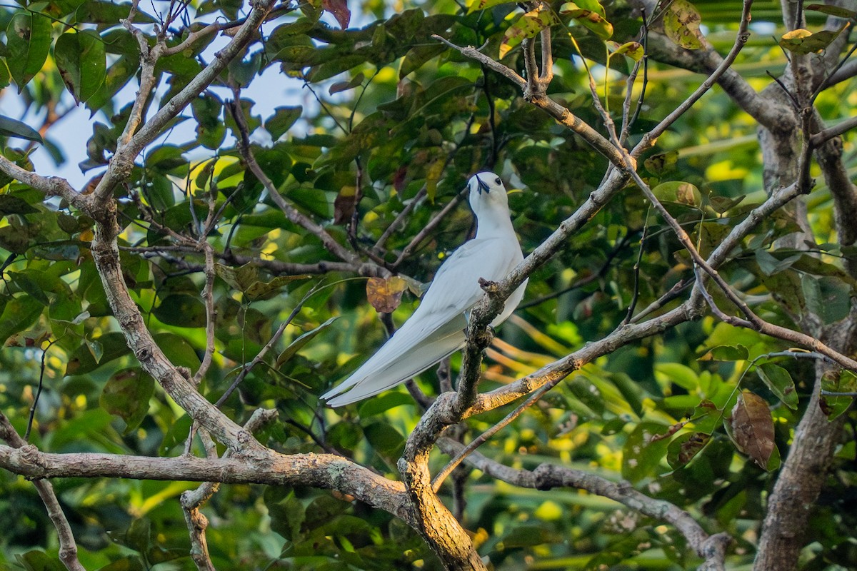 White Tern - ML643586407