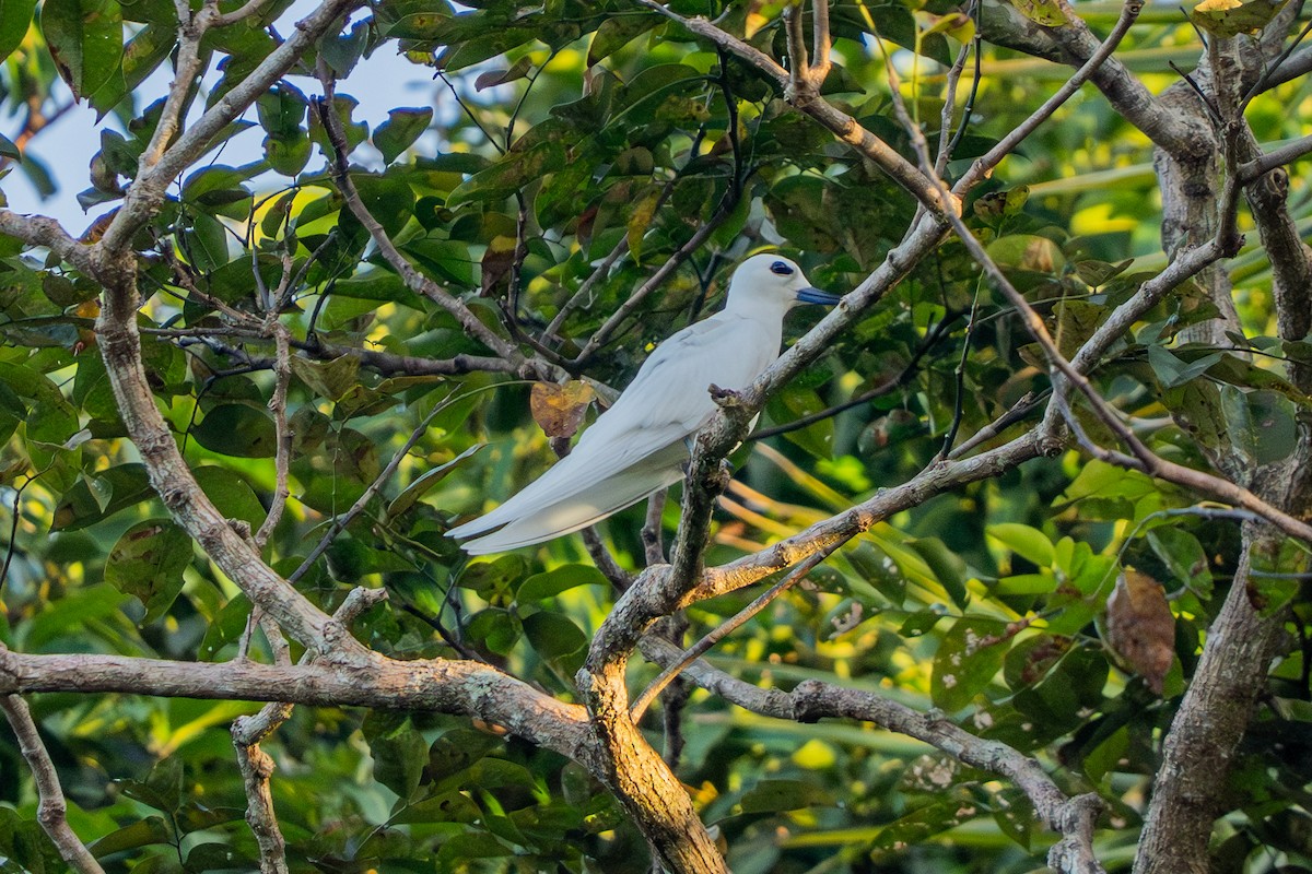 White Tern - ML643586408