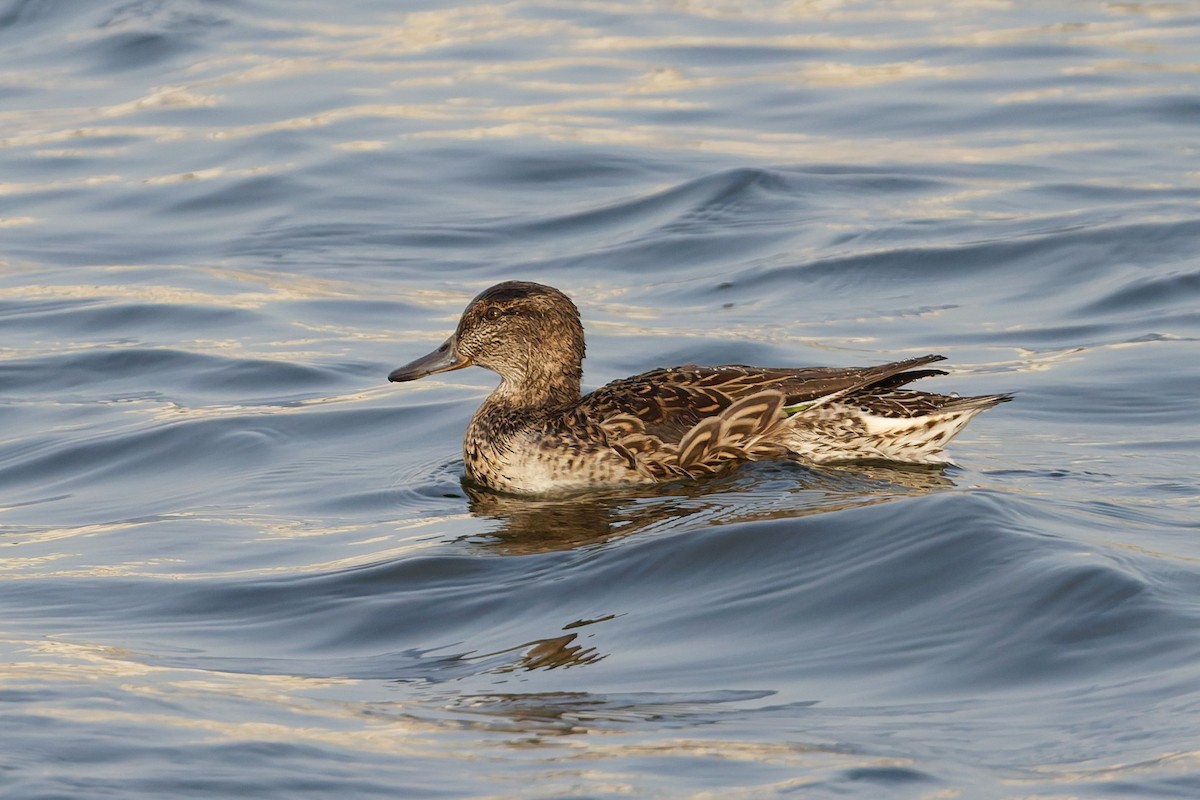 Green-winged Teal - ML643586422