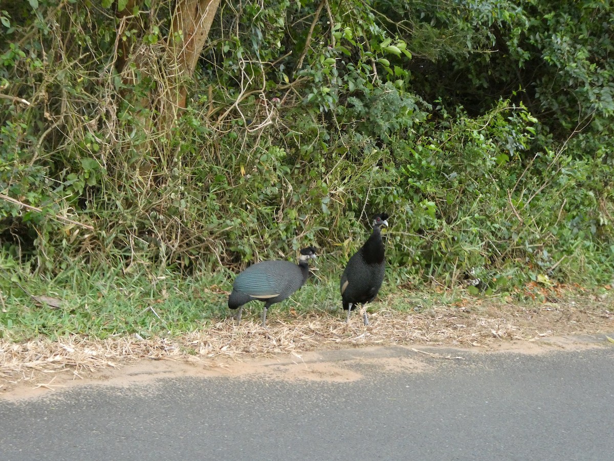 Southern Crested Guineafowl - ML643586425