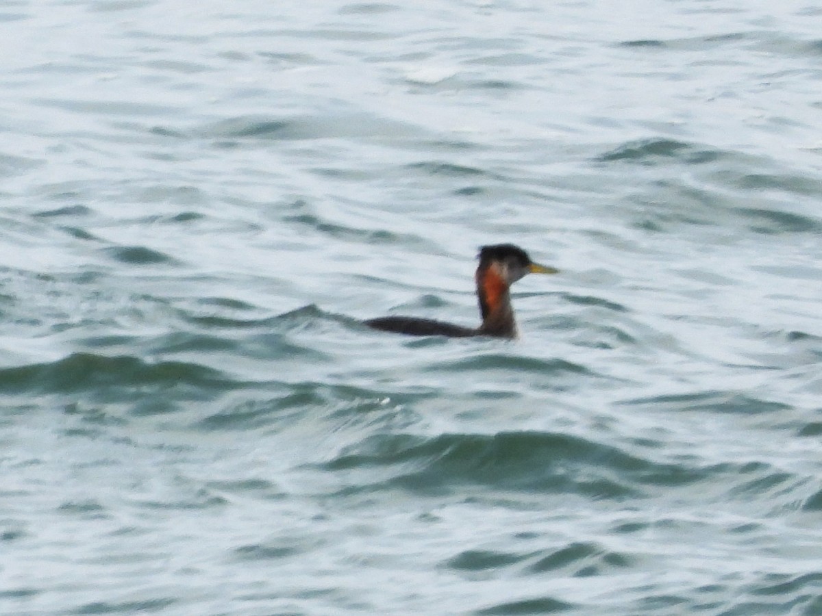 Red-necked Grebe - ML643586444