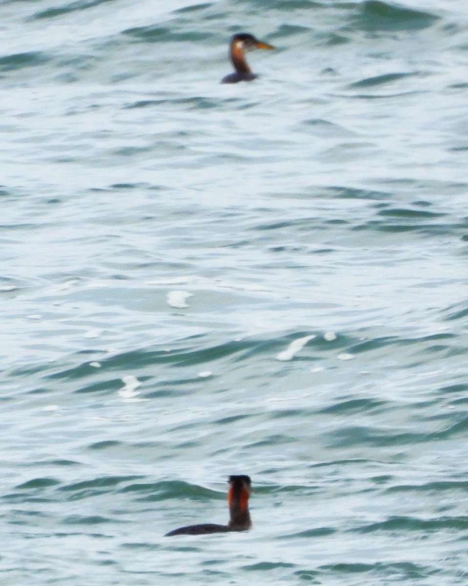 Red-necked Grebe - ML643586445