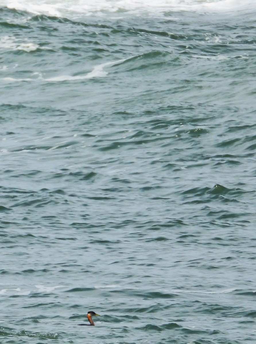 Red-necked Grebe - ML643586446