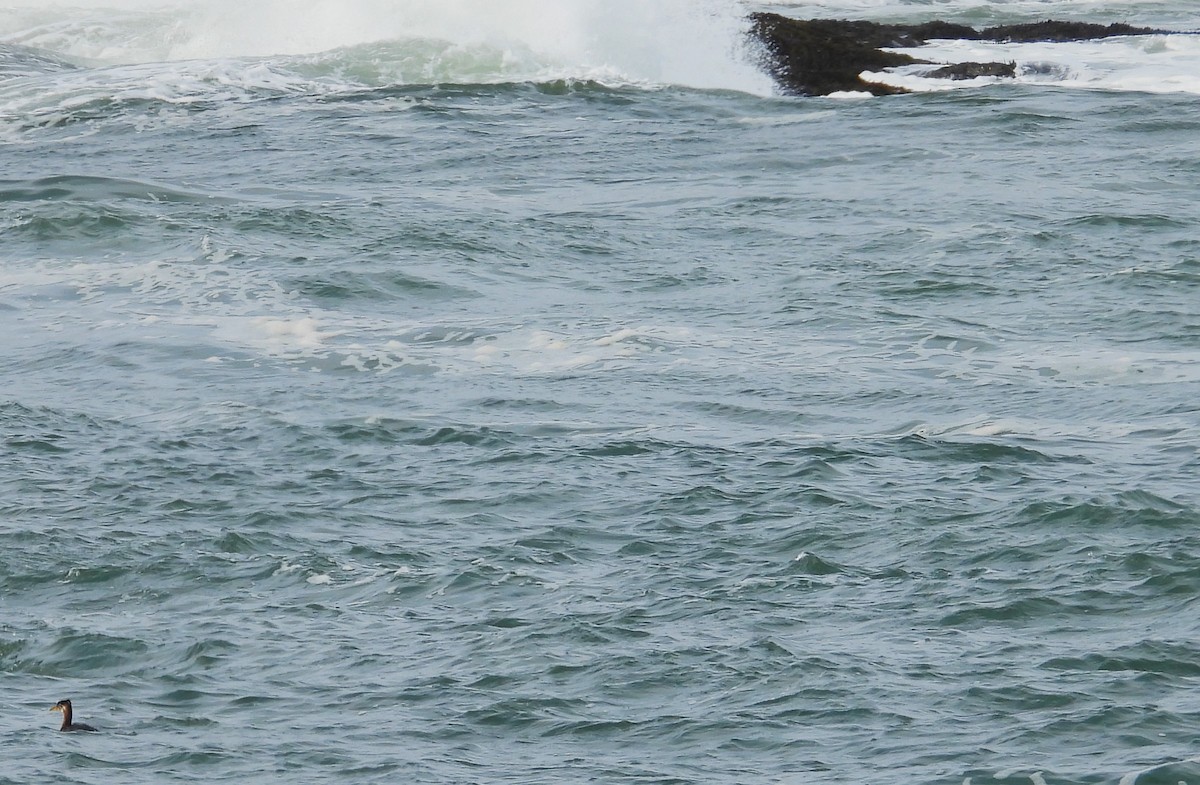 Red-necked Grebe - ML643586447