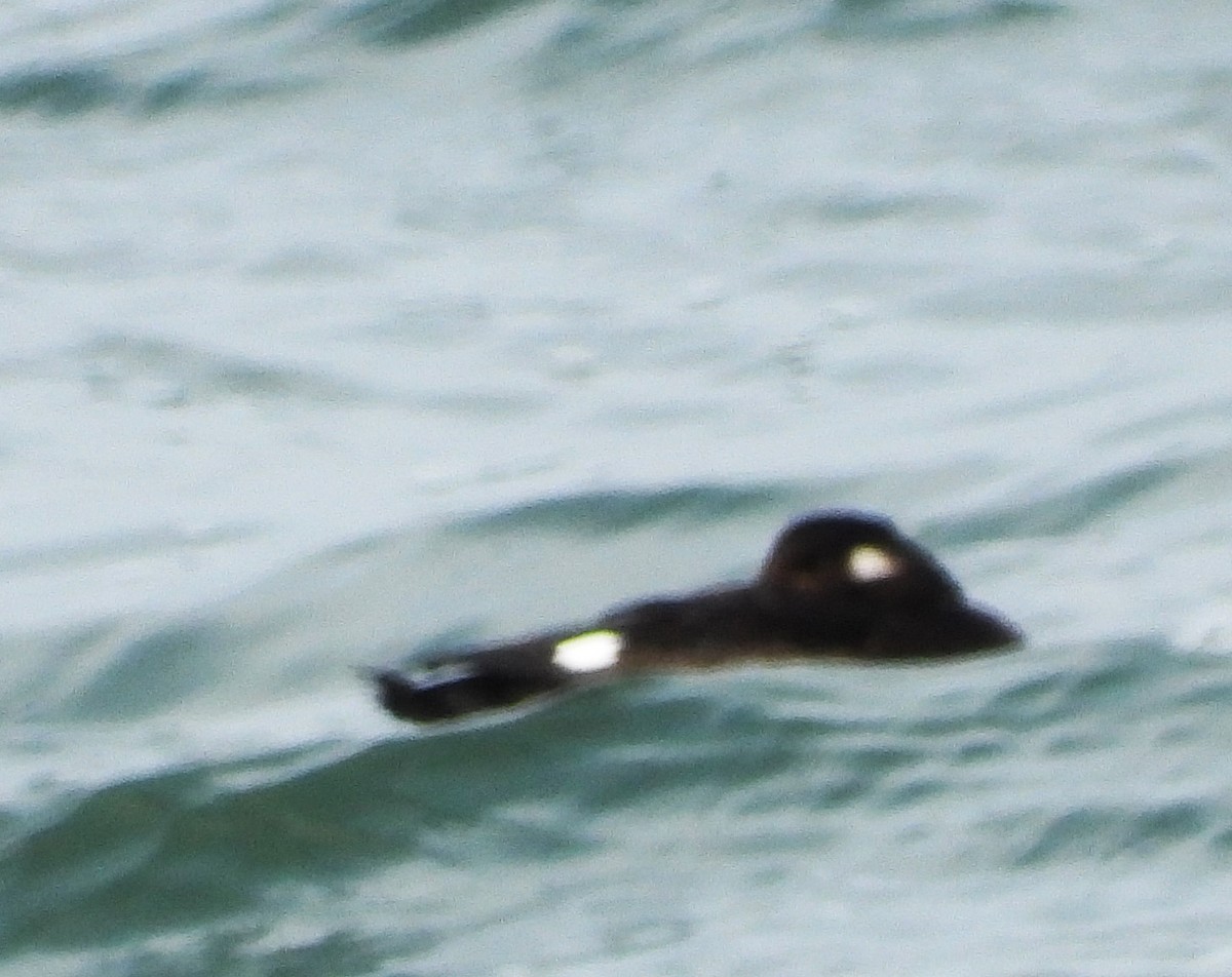 White-winged Scoter - ML643586453