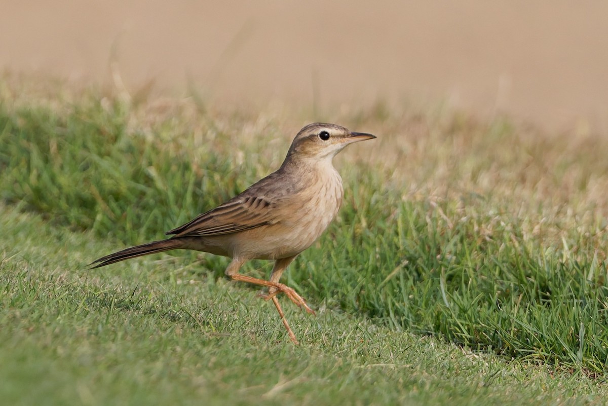Long-billed Pipit - ML643586456