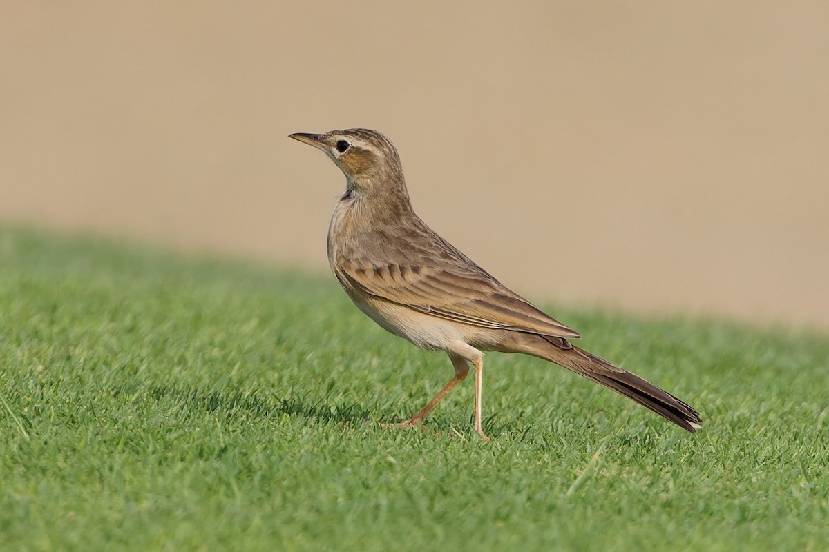 Long-billed Pipit - ML643586457