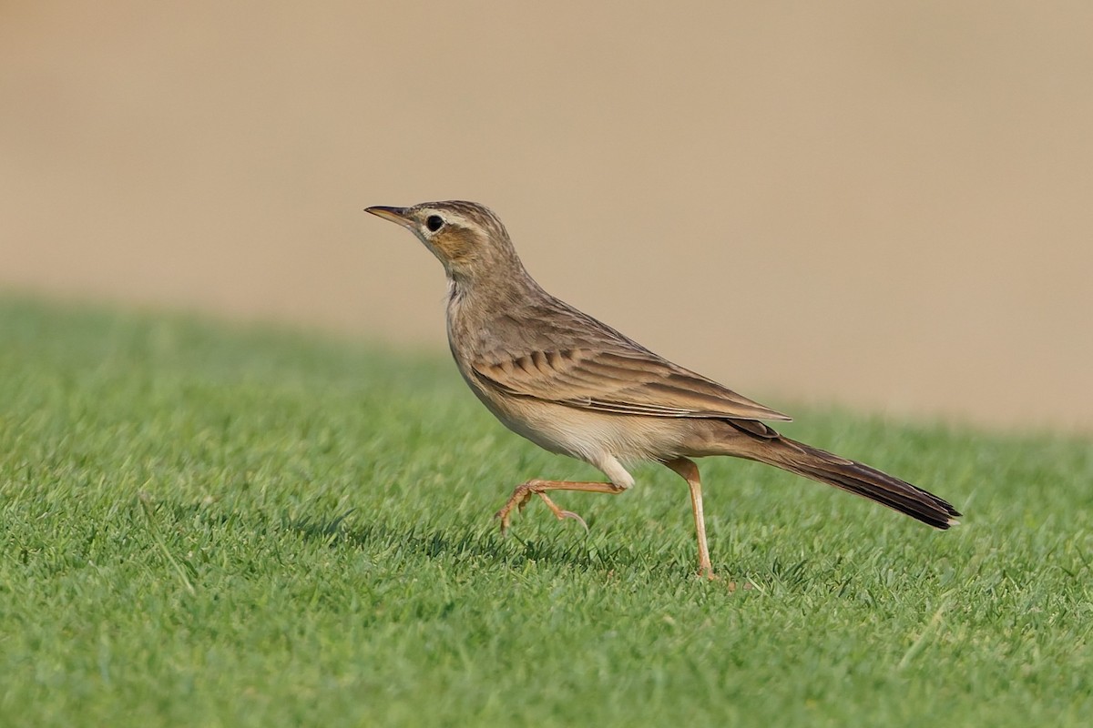 Long-billed Pipit - ML643586458
