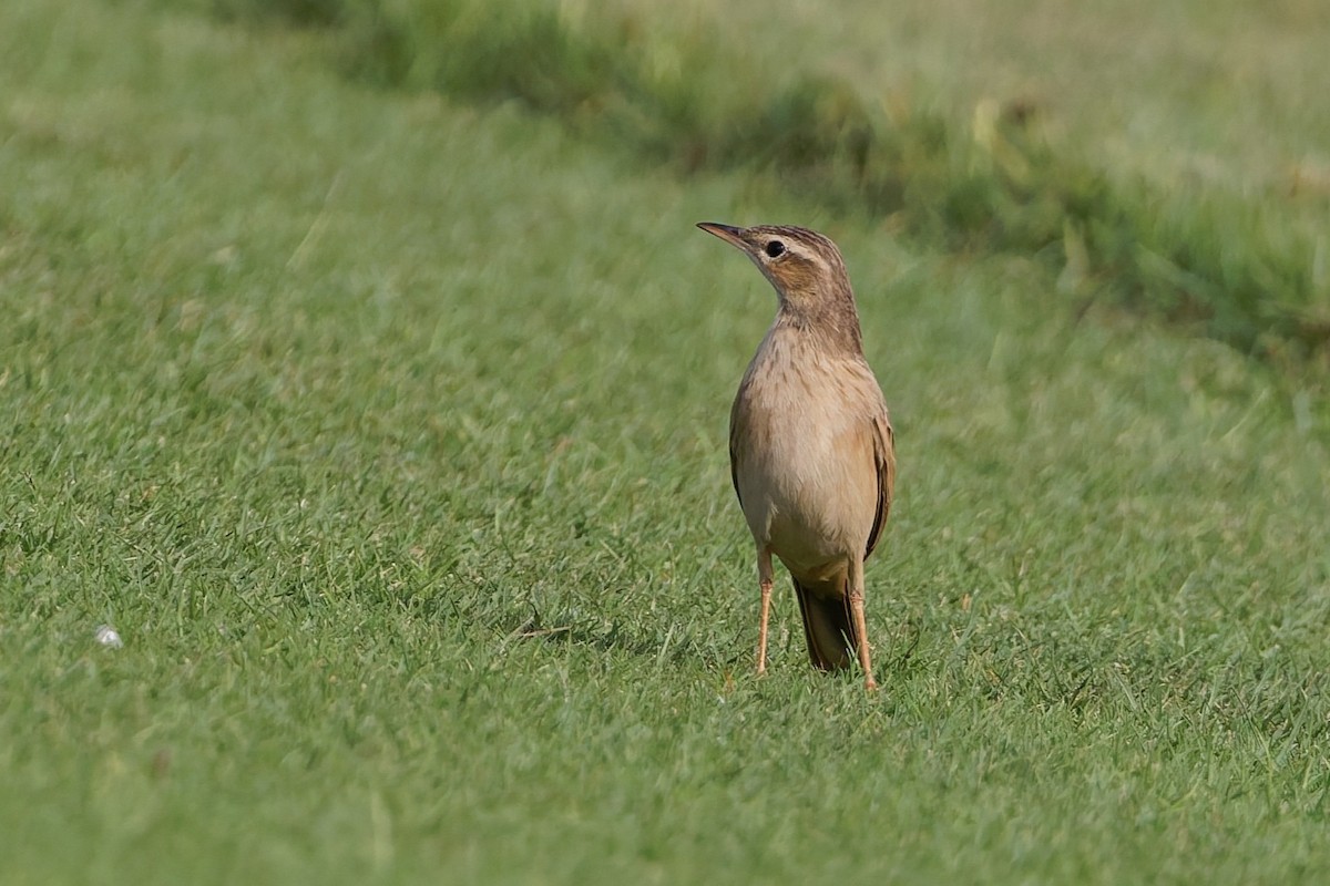 Long-billed Pipit - ML643586459