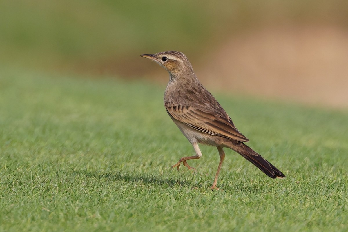 Long-billed Pipit - ML643586460