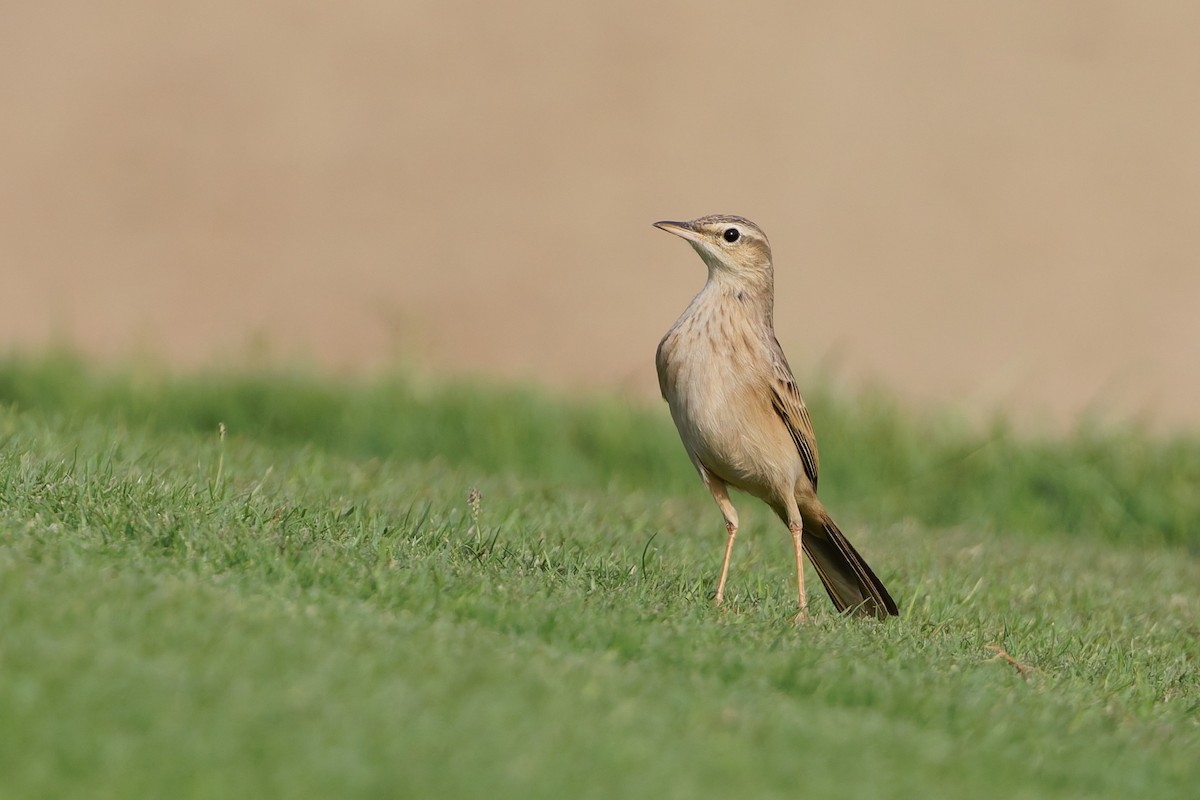Long-billed Pipit - ML643586461