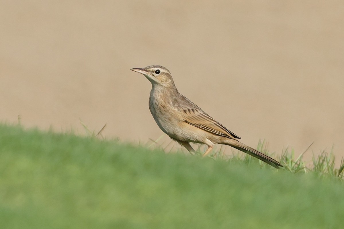 Long-billed Pipit - ML643586462