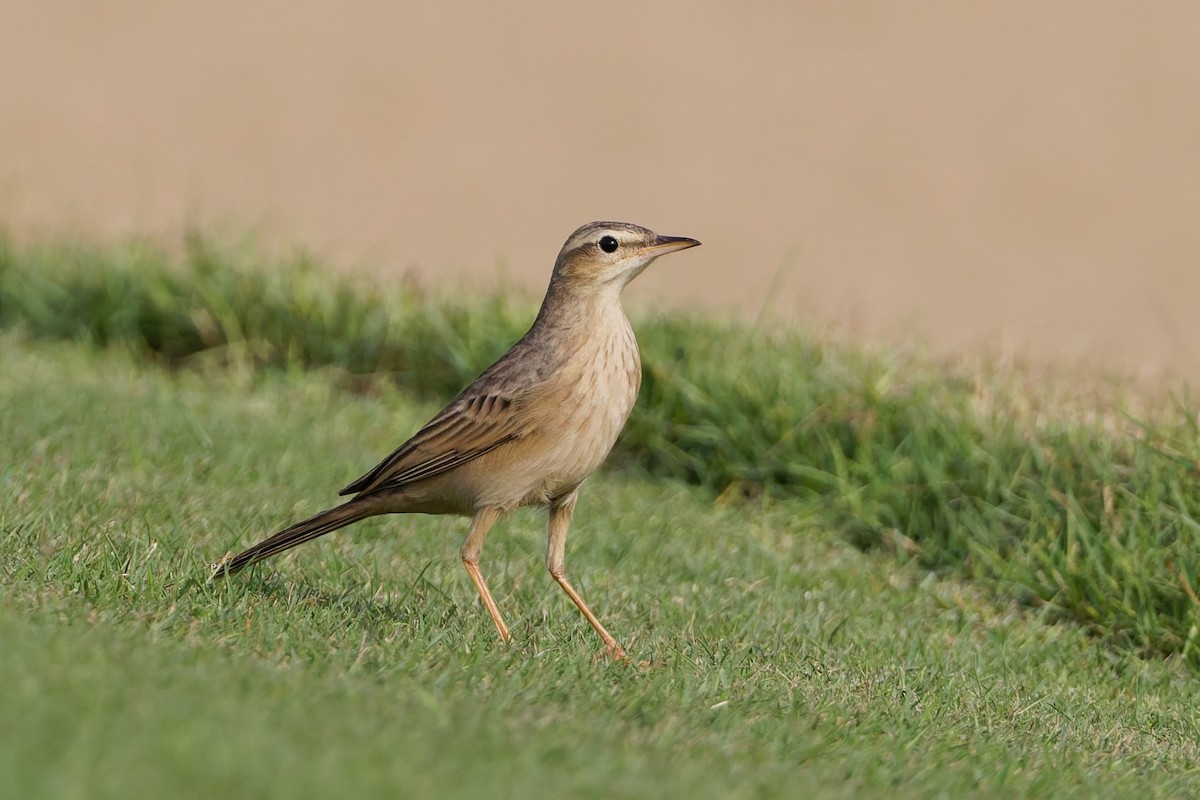 Long-billed Pipit - ML643586463