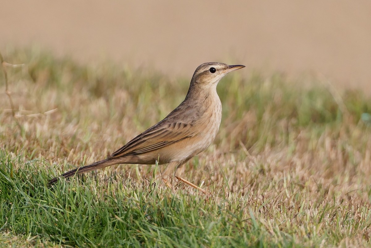 Long-billed Pipit - ML643586465
