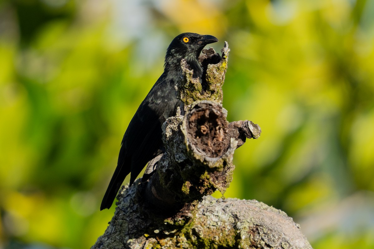 Micronesian Starling - ML643586467