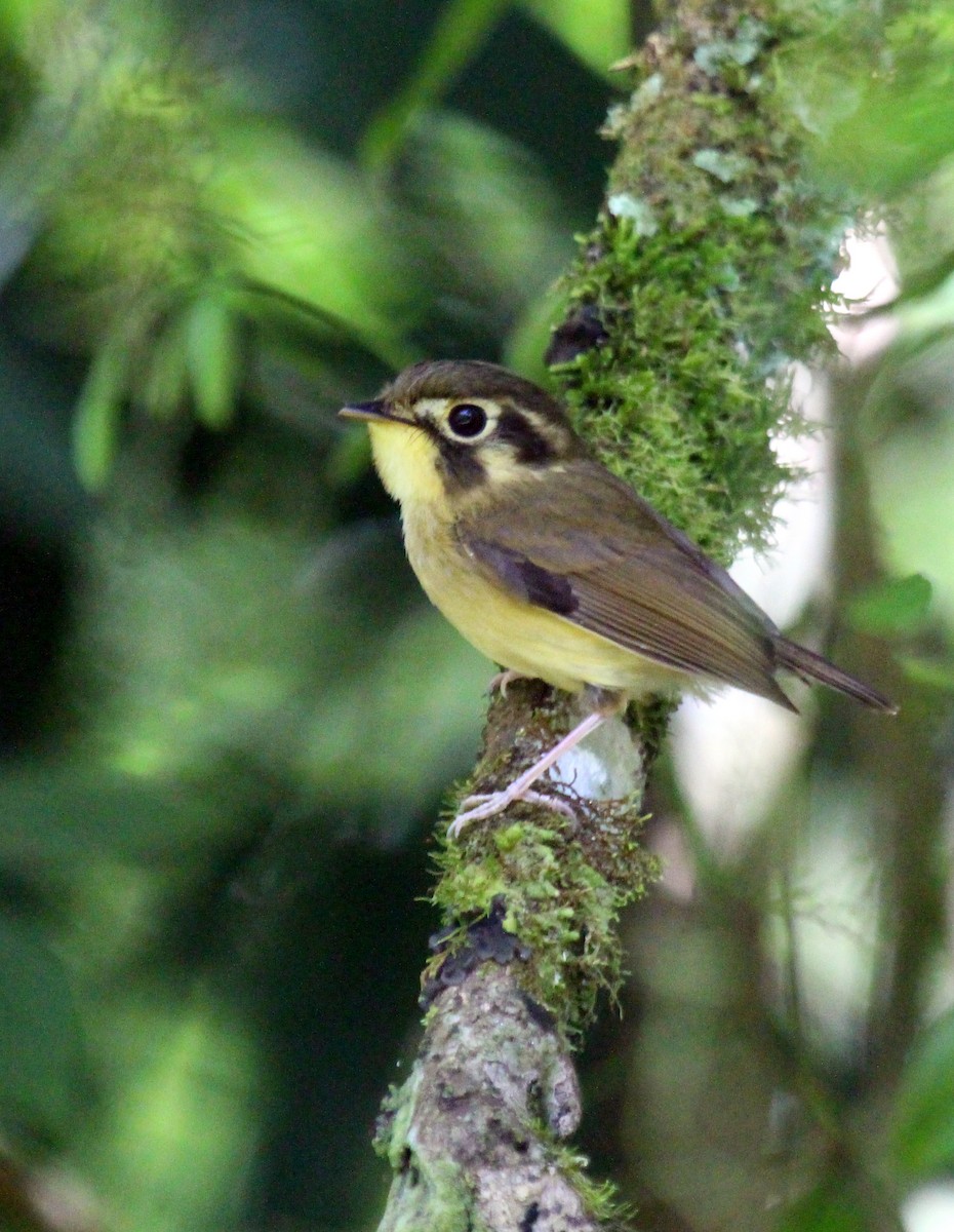 Gelbscheitel-Spatelschnabeltyrann - ML643586470