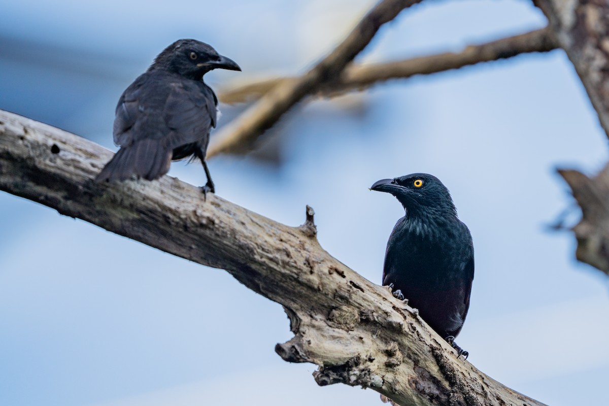 Micronesian Starling - ML643586471