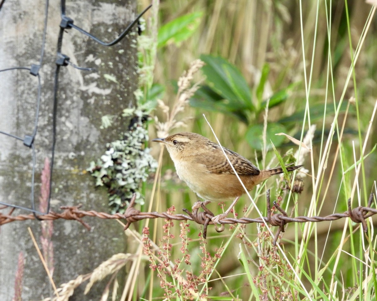 Grass Wren - ML643586476