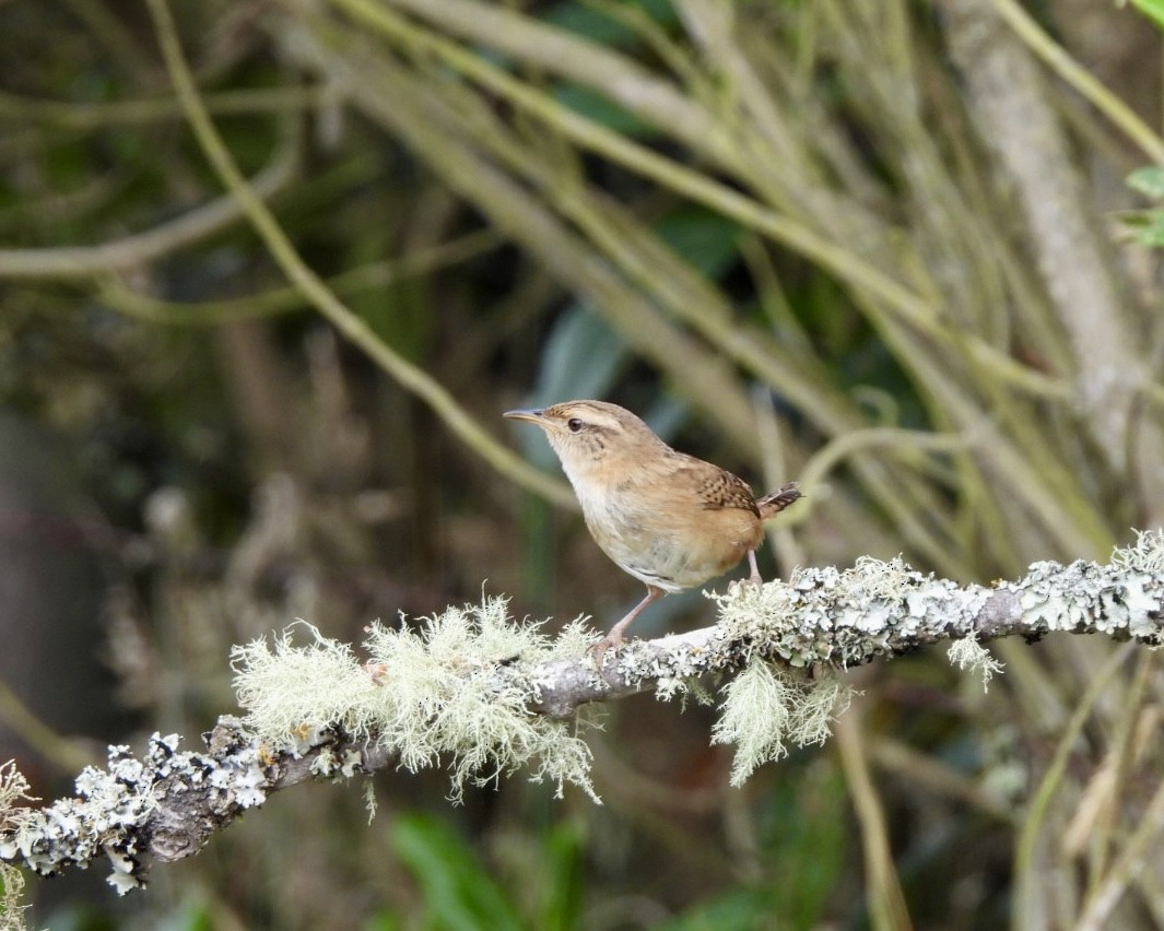 Grass Wren - ML643586477