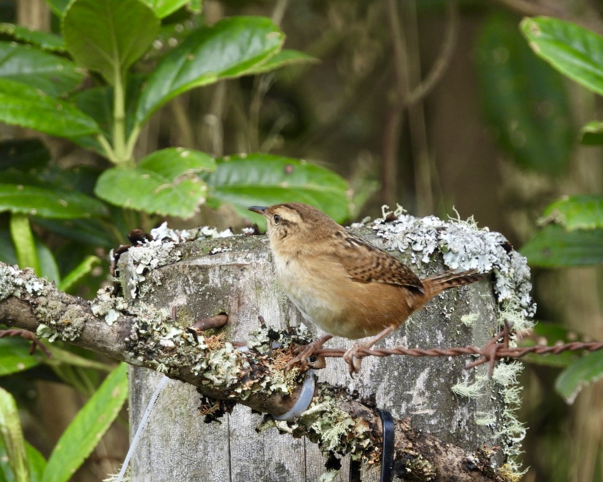 Grass Wren - ML643586478