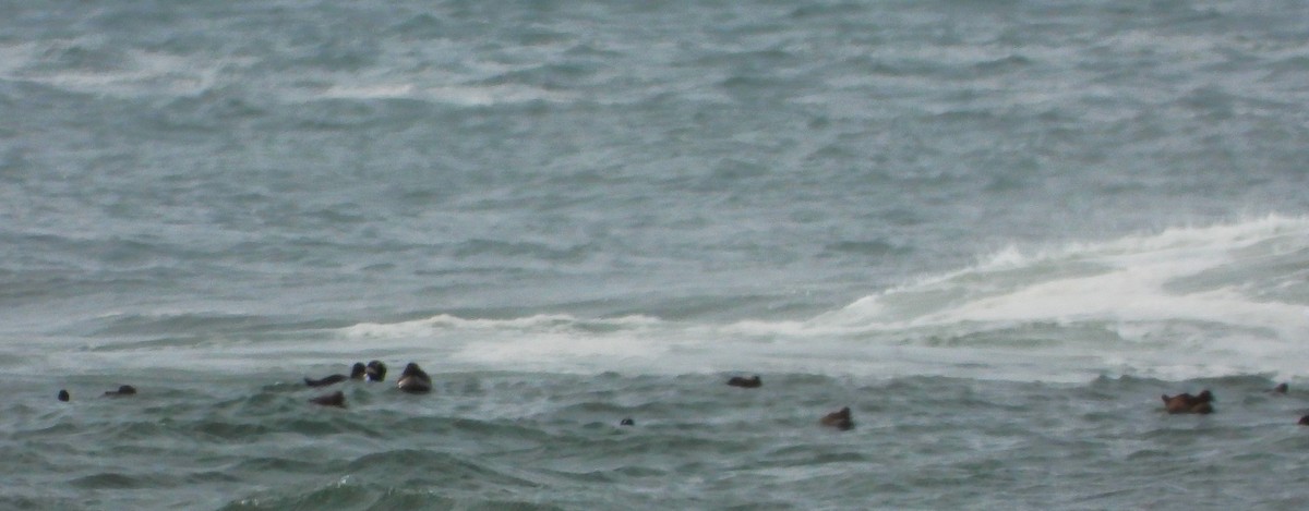 Common Eider (Dresser's) - ML643586481