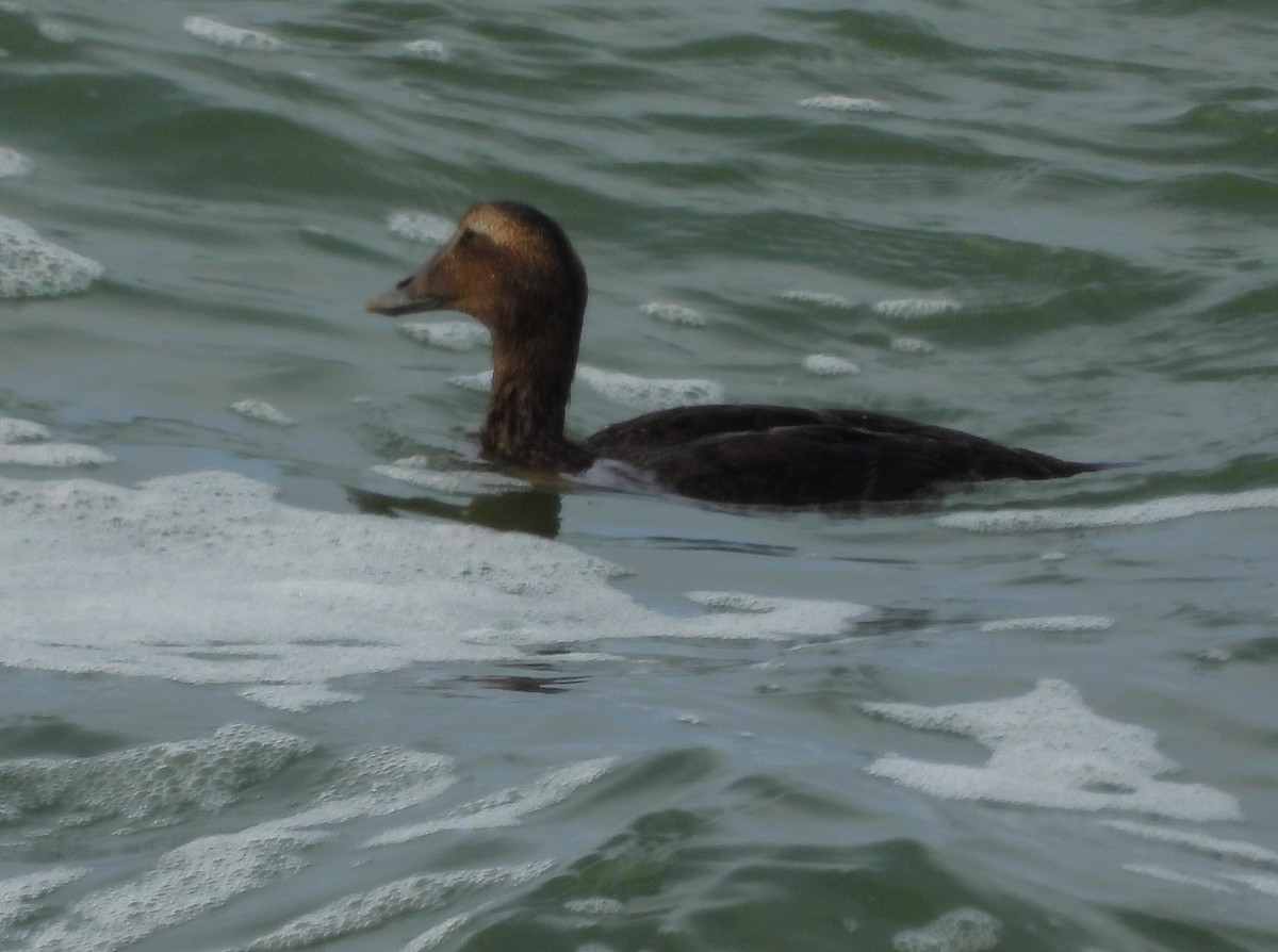 Common Eider (Dresser's) - ML643586484
