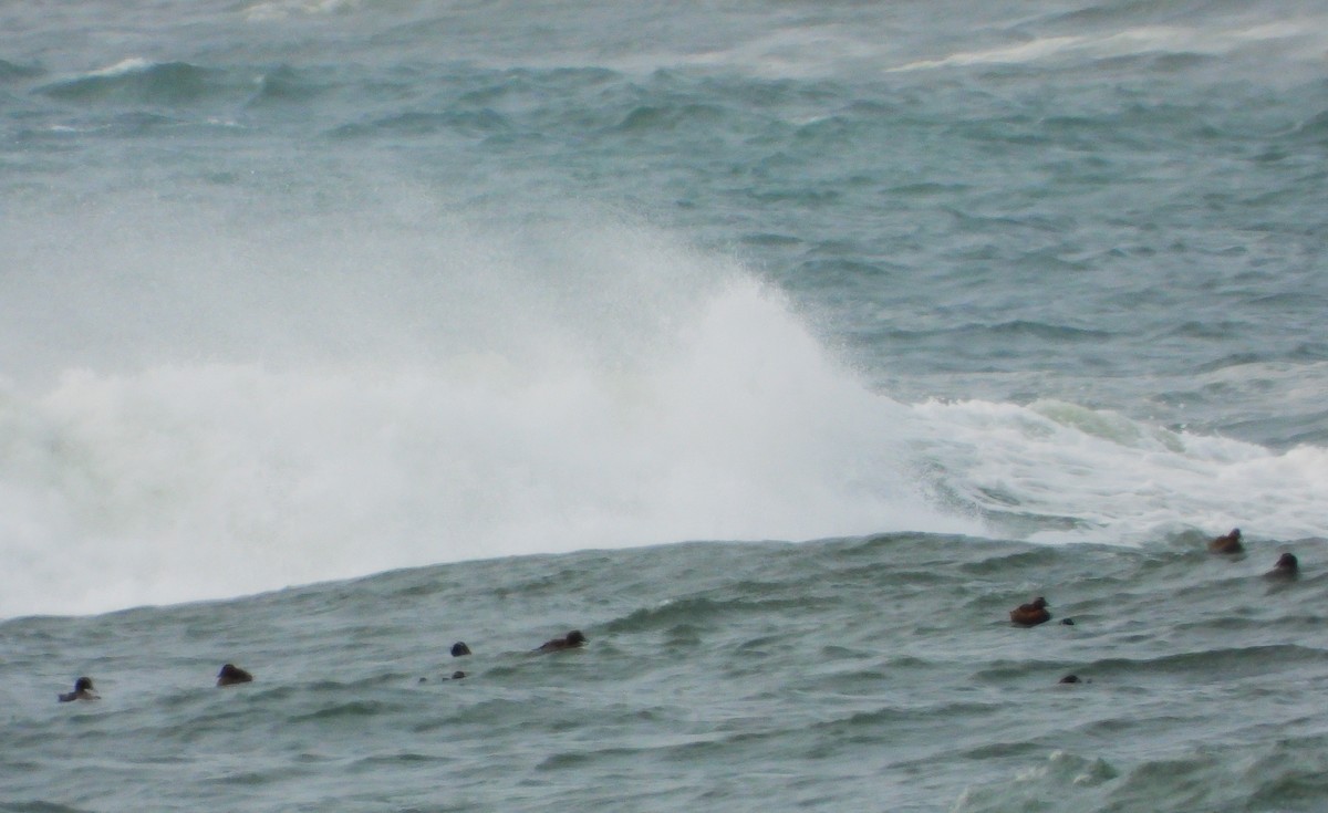 Common Eider (Dresser's) - ML643586485