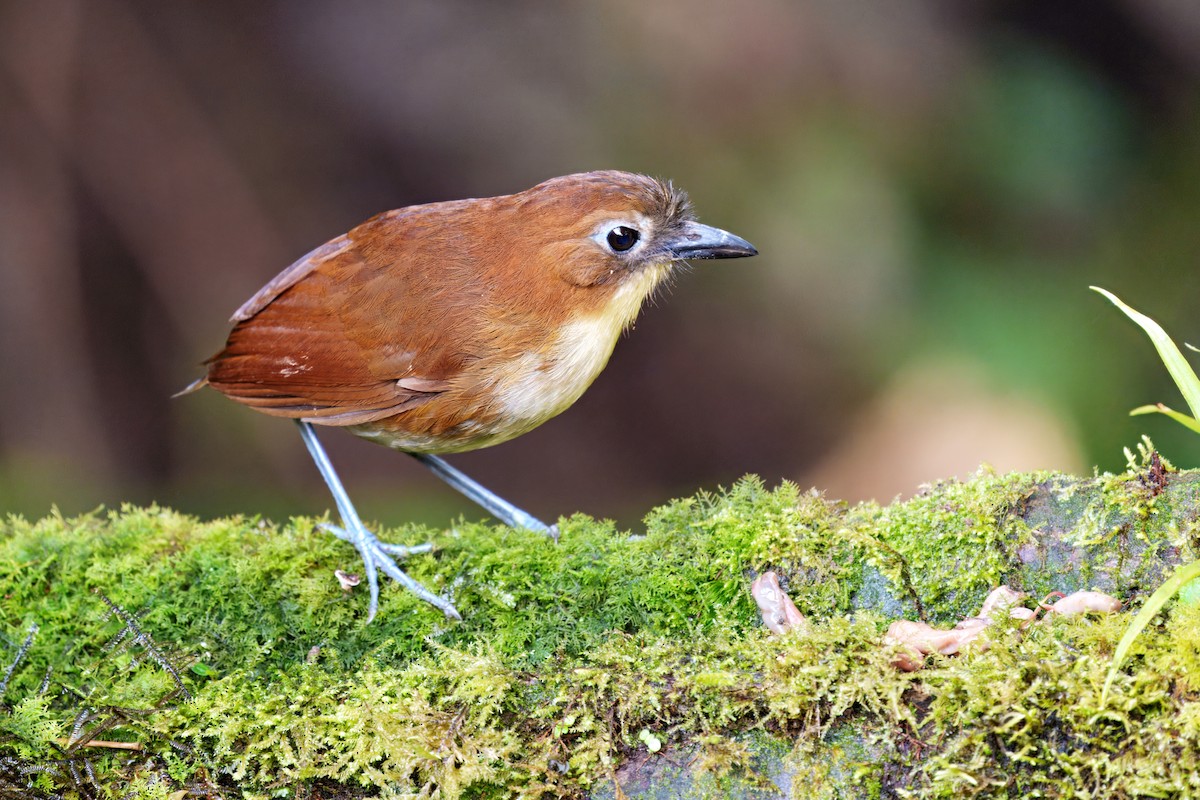 Yellow-breasted Antpitta - ML643586494