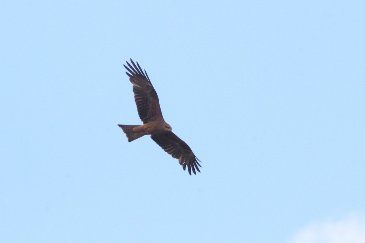 דיה שחורה (מערבית) - ML643586503