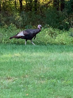 Wild Turkey - ML643586506