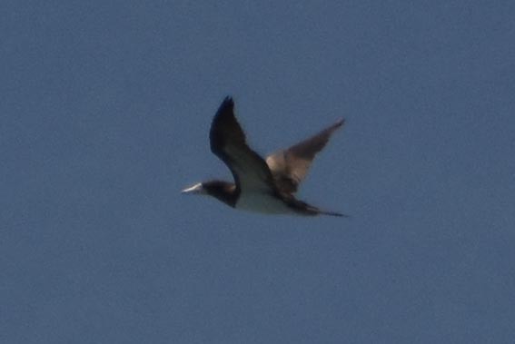 Brown Booby - ML643586535