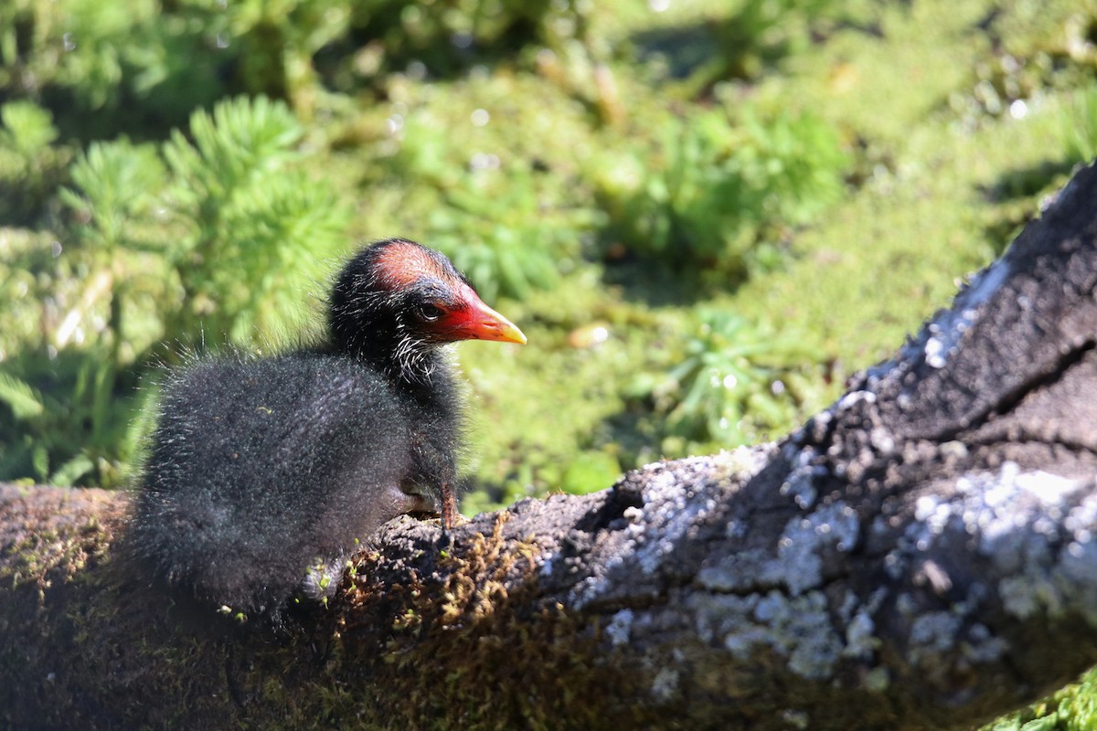 Karaca Sutavuğu - ML643586540
